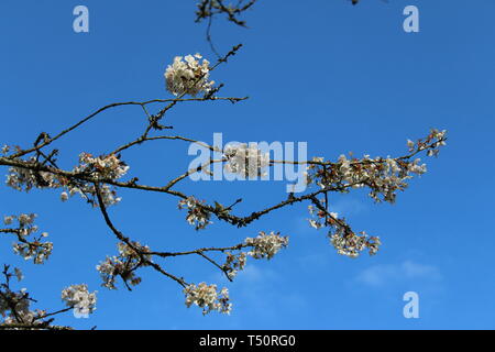 Fiore di primavera Foto Stock