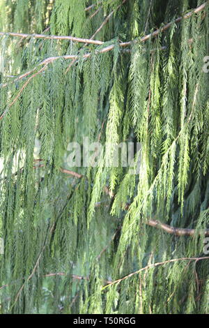 Cirillo Hart arboreto, Foresta di Dean Foto Stock