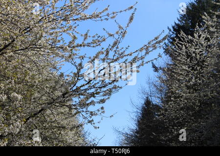 Cirillo Hart arboreto, Foresta di Dean Foto Stock