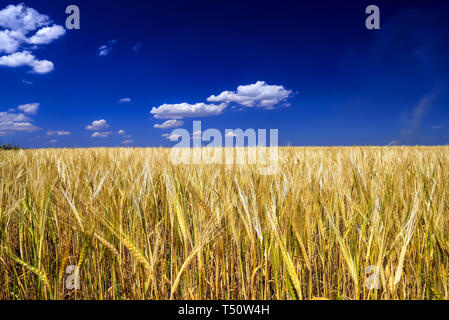 Mature dorate spighe di grano in campo contro il cielo, come sfondo la bandiera ucraino. Close up foto natura idea di un ricco raccolto in estate Foto Stock