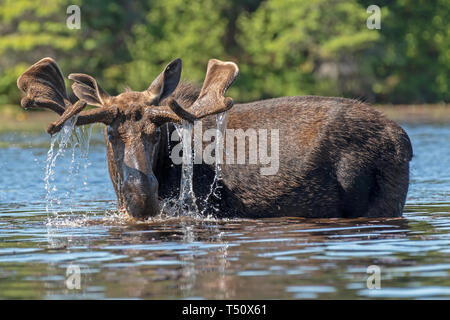 La molla Bull alci, Algonquin Park Ontario, Canada Foto Stock