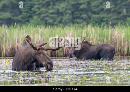 La molla Bull alci, Algonquin Park Ontario, Canada Foto Stock