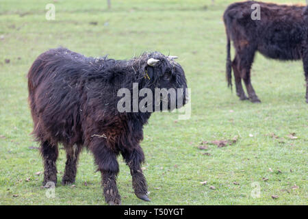 Nero uvenile highland mucca in piedi al pascolo, ritratto di giovani bovini. Foto Stock