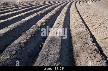 Modello di risalti curvi e solchi di un umico campo sabbioso, preparato per la coltivazione di patate Foto Stock