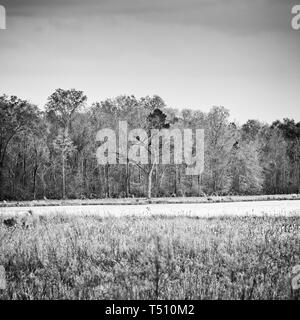 Texas USA - 03/08/2019 - Lone Albero Morto dal lago in B&W Foto Stock