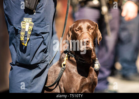 K9 del cane di polizia insieme con ufficiale di servizio al giorno Foto Stock