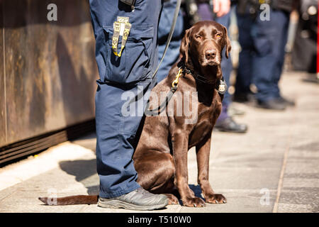 K9 del cane di polizia insieme con ufficiale di servizio al giorno Foto Stock