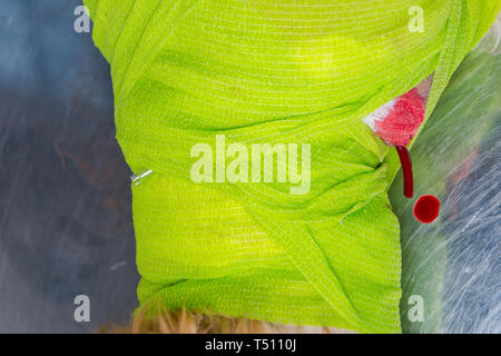 Drenaggio permeabile in un morso di cane avvolto protetto con verde bendaggio adesivo e textil bendaggio Foto Stock