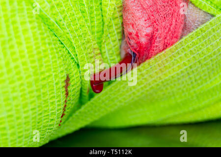 Drenaggio permeabile in un morso di cane avvolto protetto con verde bendaggio adesivo e textil bendaggio Foto Stock