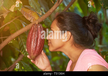 Odore di rosso pod di cacao da pianta tree vista da vicino Foto Stock