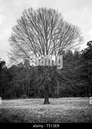 Il Woodlands TX USA - Febbraio 20, 2018 - Albero nel campo in inverno in B&W Foto Stock