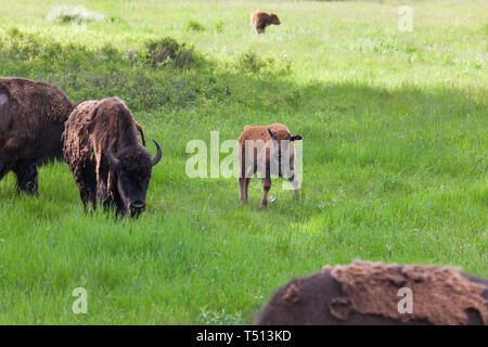 Un bambino bison camminando in un campo verde con la sua famiglia nel Parco nazionale della Grotta del Vento, South Dakota. Foto Stock