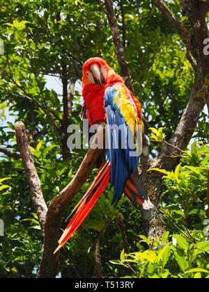 La fauna selvatica in Costa Rica Foto Stock