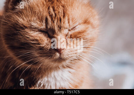 Ritratto di un gatto di strada. Senzatetto lonely cat. Infelice e triste cat. I gatti domestici Foto Stock