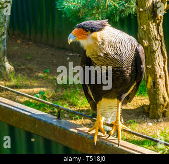 Closeup ritratto di un caracara crestato in piedi su un recinto, tropicali rapace dall America Foto Stock