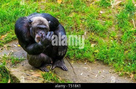 Closeup ritratto di un grande nero scimpanzé, primate minacciate dall'Africa Foto Stock