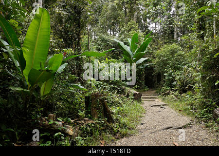 Sentiero nella pianura tropicale foresta, Sarawak (Borneo), Malaysia Foto Stock