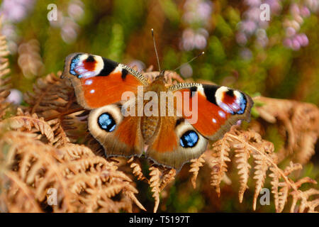 Farfalla pavone (Aglais io) in appoggio sui fronti bracken Foto Stock