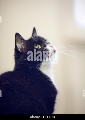 Ritratto di un gatto domestico di una in bianco e nero a colori. Foto Stock