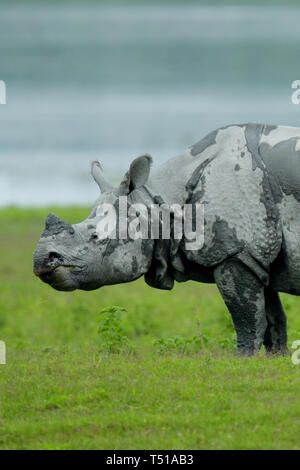 Enorme rinoceronte indiano (Rhinoceros unicornis) Foto Stock
