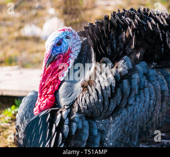 Piume soffici di tacchino domestico con wattle rosso brillante e testa blu Foto Stock