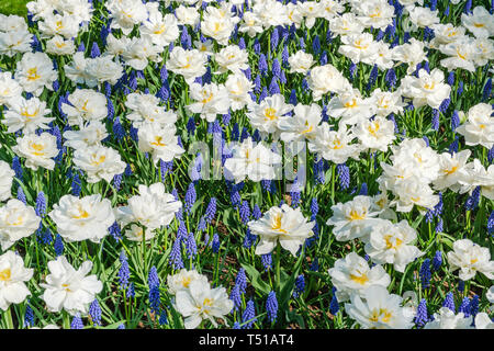 Vista superiore del letto di fiori con splendide fioriture di tulipani bianco mescolato con uve blu giacinto fiori in primavera in giardini Keukenhof, Paesi Bassi. Foto Stock