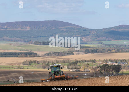La straziante un campo nelle zone rurali Aberdeenshire con una vista di Cairn William a distanza Foto Stock