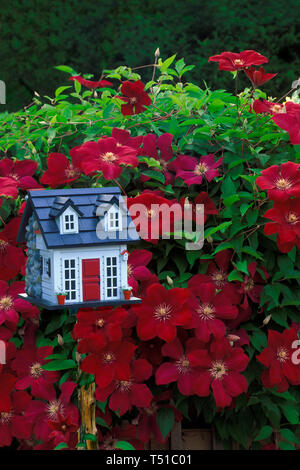 Blooming clematide rosso sulla parete accanto a fantasia birdhouse verniciato in giardino, STATI UNITI D'AMERICA Foto Stock