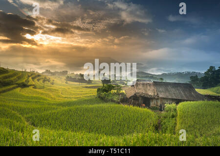 Alba su campi di riso prepara il raccolto a nord-ovest del Vietnam. I campi di riso a terrazze di Hoang Su Phi, Ha Giang provincia Foto Stock