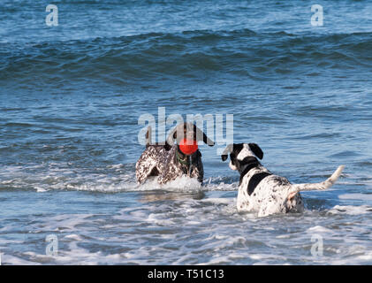 Due cani nell'oceano gioca con una palla rossa Foto Stock