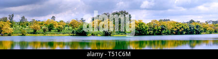 Stagione di Senna spectabilis fiori o Cassia excelsa Cassia fastigiata fiorì in Bau può la piantagione di tè in Gia Lai provincia, Vietnam Foto Stock