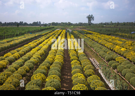 Sa Dec fiori village, Dong Thap provincia, Vietnam - 13 Gennaio 2017: fuchi e giallo campo a margherita a Sa Dec flower village. pronta per la mietitura per Foto Stock