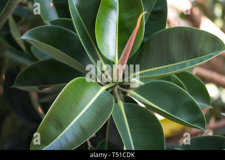 Leaf bud, gomma le foglie di piante Foto Stock