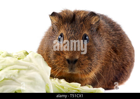 Brown cavia con foglie di cavolo su sfondo bianco Foto Stock