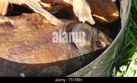 Pesce affumicatura per uso domestico. Hot fhish affumicato. Vicino a fumare pesce di processo nel fumare capannone per uso domestico sul fuoco aperto Foto Stock