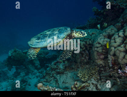 Tartaruga embricata, Eretmochelys imbricata, nuoto sulla barriera corallina Foto Stock