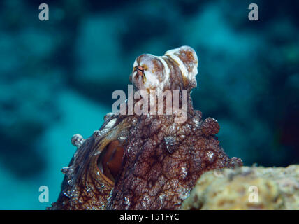 Giorno di polpo, Octopus cyanea, ponendo sulla barriera corallina, Hamata, Egitto, Mar Rosso Foto Stock