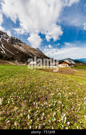 Malga Gampen durante la primavera, Puez Odle, Dolomiti, Funes, Provincia Autonoma di Bolzano Alto Adige - Italia Foto Stock