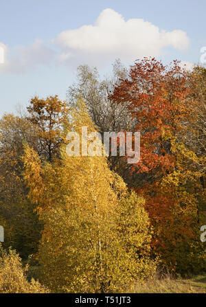 Paesaggio vicino villaggio Myshenki. Tula oblast. La Russia Foto Stock