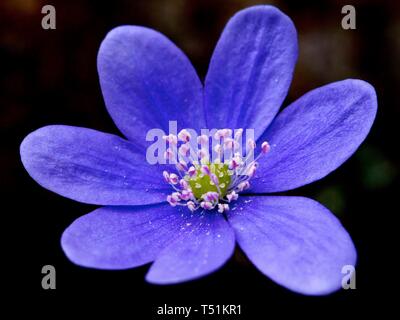 Liverwort (Hepatica nobilis), Blossom, Stiria, Austria Foto Stock