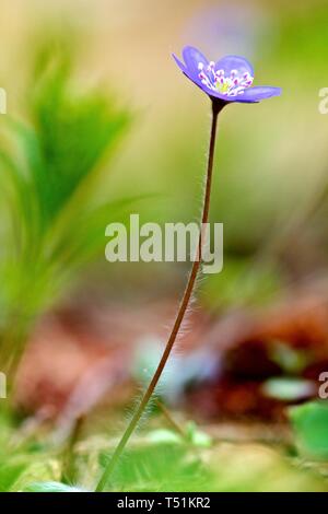 Fioritura Liverwort (Hepatica nobilis), Stiria, Austria Foto Stock