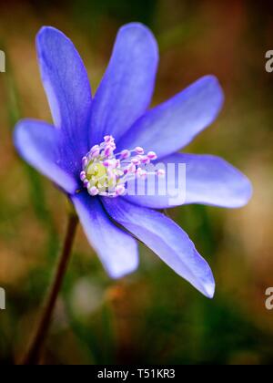 Liverwort (Hepatica nobilis), Blossom, Stiria, Austria Foto Stock