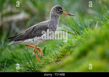 Comune (redshank Tringa totanus) corre in un prato, captive, Germania Foto Stock