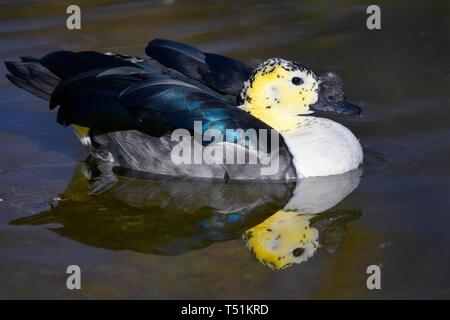 Manopola-fatturati anatra (Sarkidiornis melanotos), galleggia in acqua, captive, Germania Foto Stock