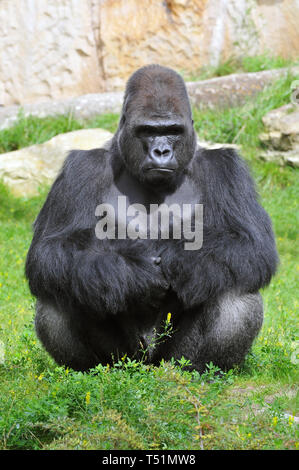 Western pianura gorilla Westliche Flachlandgorilla, Gorilla gorilla gorilla nyugati síkvidéki gorilla Foto Stock