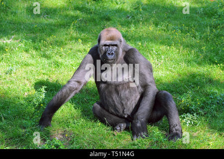 Western pianura gorilla Westliche Flachlandgorilla, Gorilla gorilla gorilla nyugati síkvidéki gorilla Foto Stock