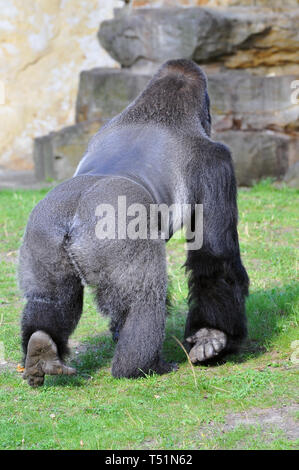 Western pianura gorilla Westliche Flachlandgorilla, Gorilla gorilla gorilla nyugati síkvidéki gorilla Foto Stock