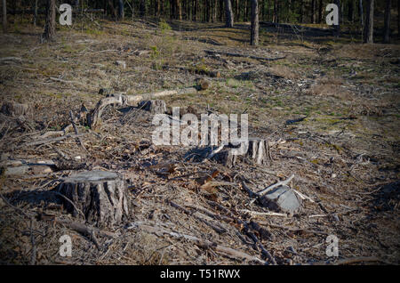 La foto dopo il taglio è un sacco di monconi di alberi di conifere rimanenti nel suolo Foto Stock