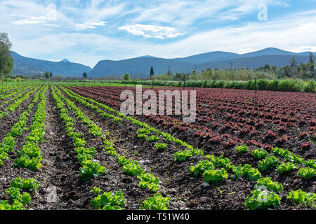 Campo di fattoria con righe di giovani fresca insalata verde lattuga piante che crescono al di fuori sotto il sole greco, agricoltura in Grecia. Foto Stock