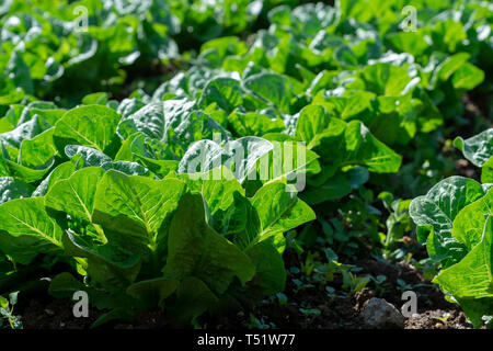 Campo di fattoria con righe di giovani fresca insalata verde lattuga piante che crescono al di fuori sotto il sole greco, agricoltura in Grecia. Foto Stock